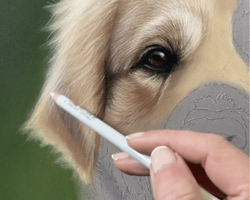 Készülőben lévő élethű labrador kutyaportré, a rajzolás folyamata pasztellel - Varga Bernadett ART